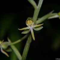 Habenaria dolichostachya Thwaites